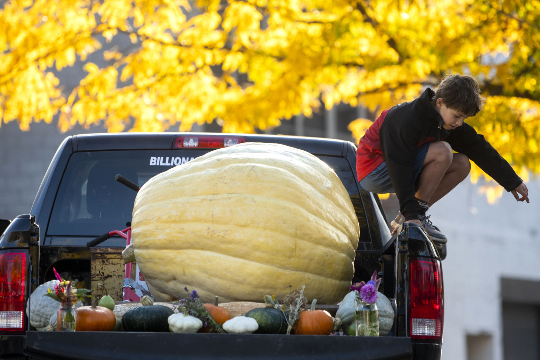 6 months, 600-pound pumpkin